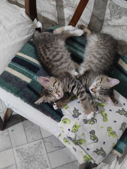 Отдам котят в добрые руки