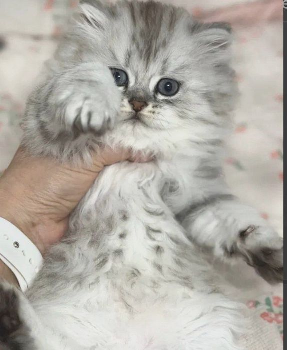 Тоза зотли мушукларимиз сотувда