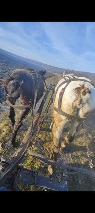 Manz de 2 ani de vânzare