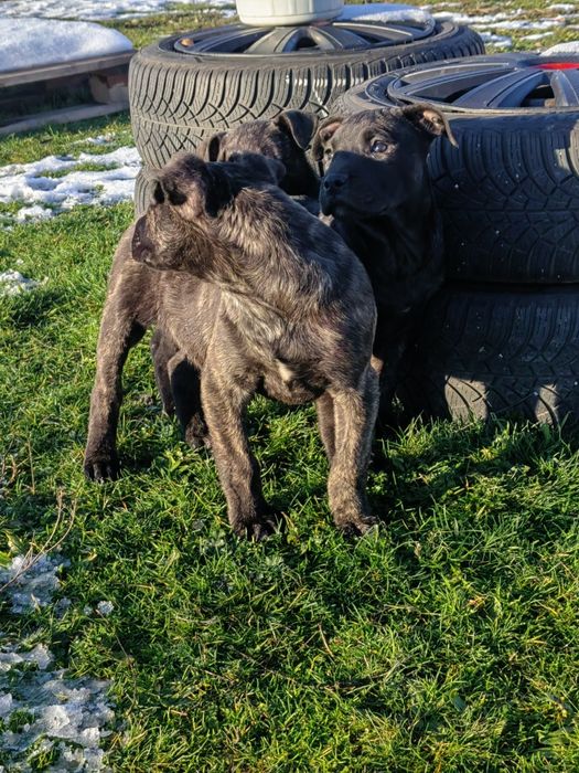 Преса канарио!!!