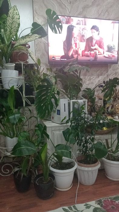 Продам комнатные цветы