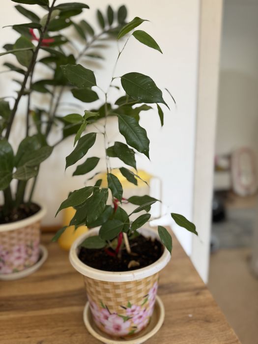 Цветы Доллар хорошие