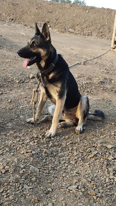 Вязка собака порода ВЕО