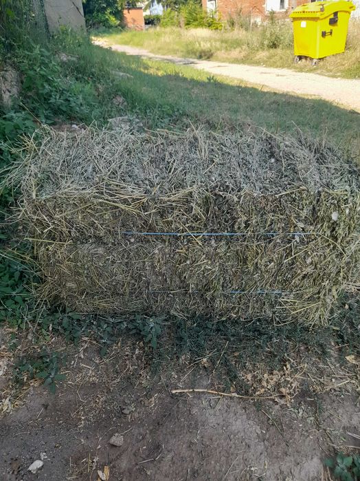 Бали люцерна от тази година