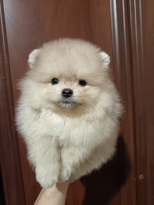 Очаровательные малыши Шпица