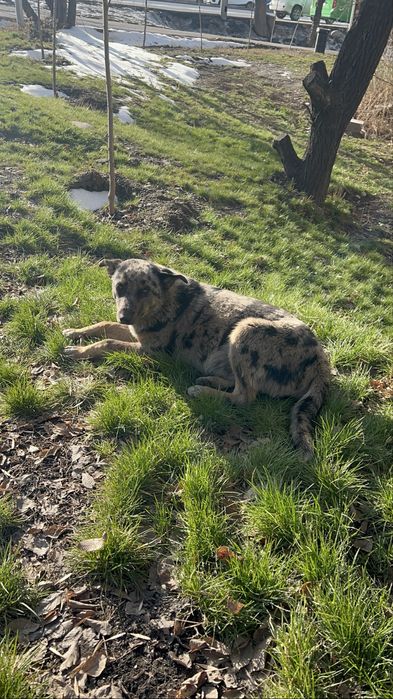 Собака в добрые и ответственные руки!