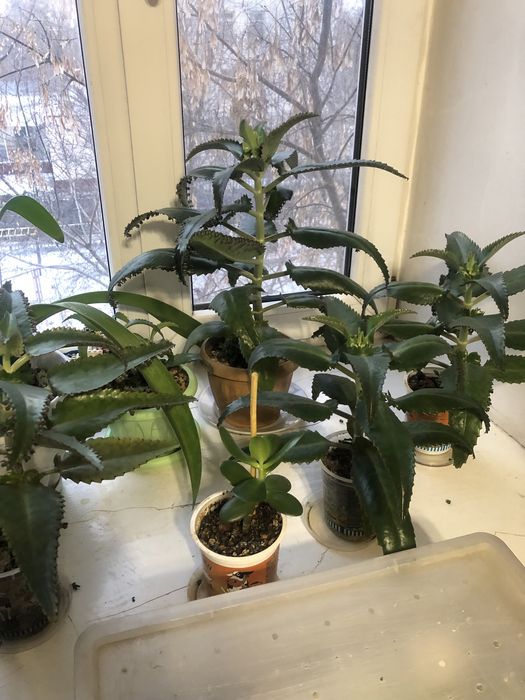 Цветок Коланхое