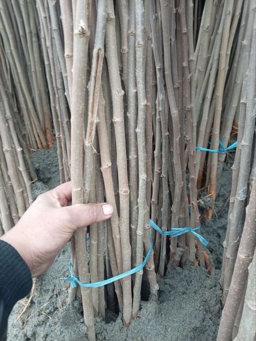 Тут кочатлар сотувда