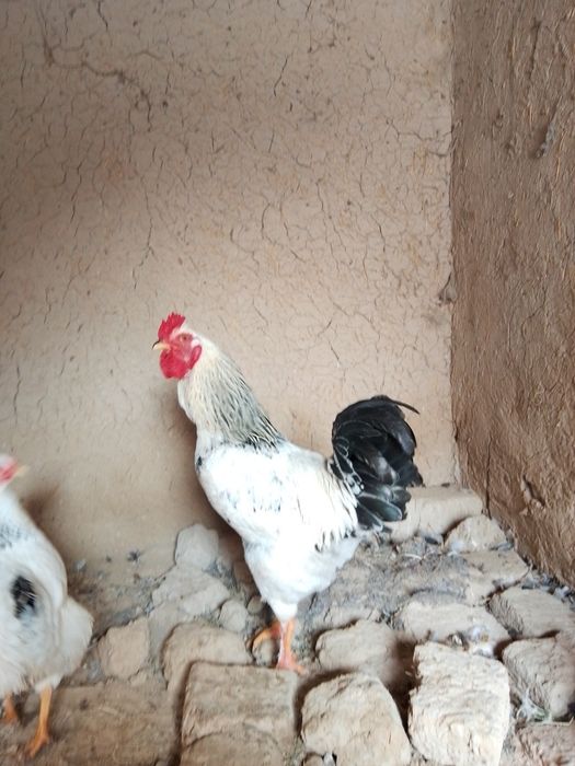 Петухи продается