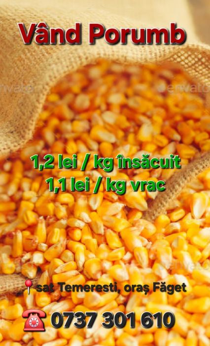 Vand Porumb recolta 2025