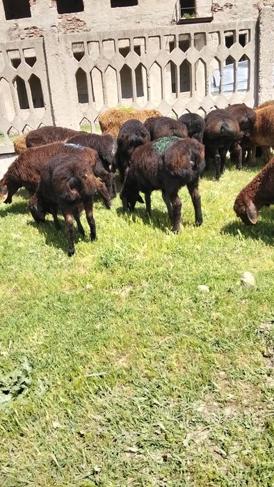 Продам декабрьский токты кошкар