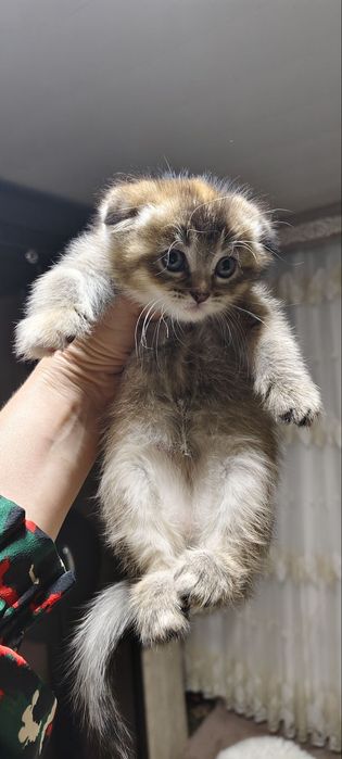 Вязка. Кот не продается