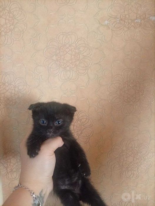 Отдам даром котят