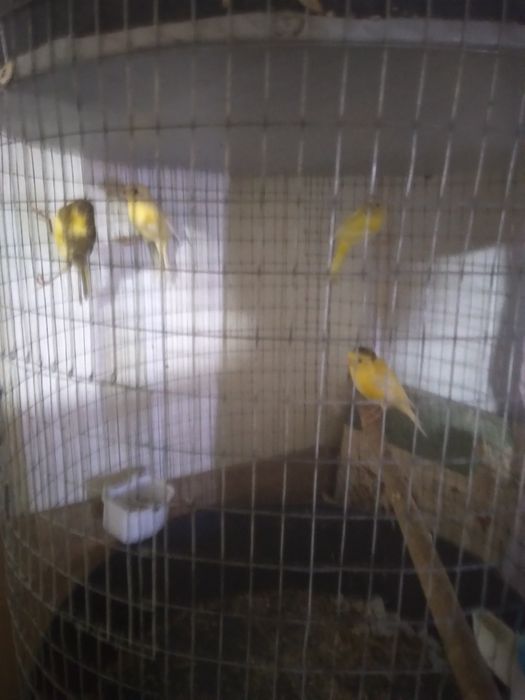 Канарека сотилади таёр мода