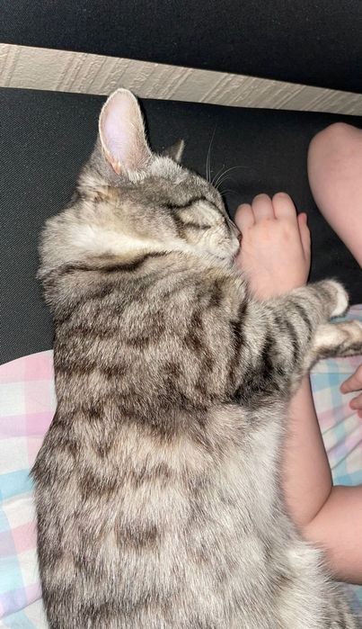 Пропал кот тигрового окраса