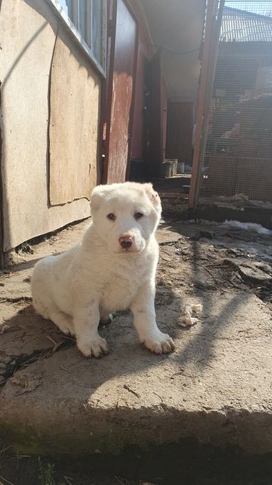 Щенки кабели крупные