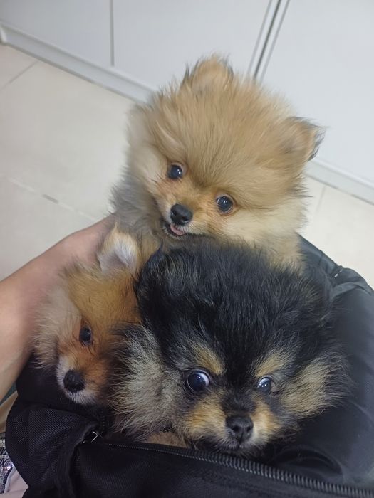 Померанские шпицы