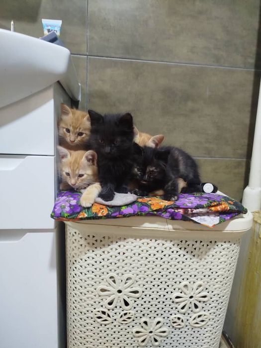 Отдам котят в хорошие руки