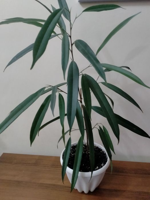 Продам фикус Али