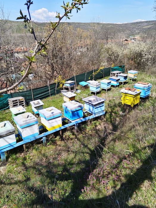 Пчелни семейства рег N 2648-0034