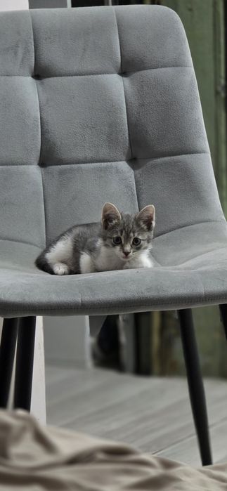 Котенок девочка .