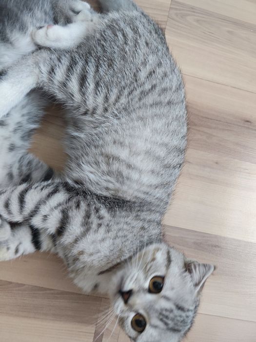 Скоттиш страйт котёнок