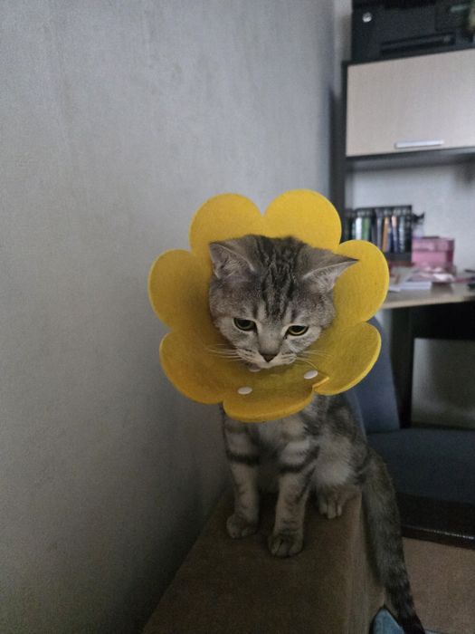 Бесплатно отдаем Кота