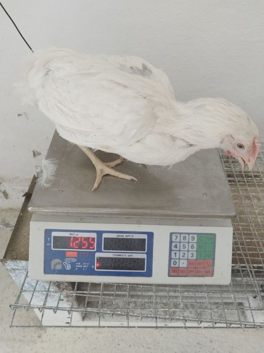 Loman sendi tuxum yoʻnnalishi tovuqlar sotiladi 7000dona bor