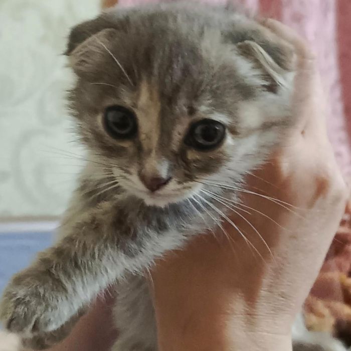 Отдам котят в хорошии руки