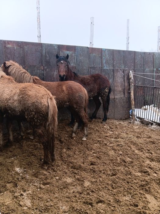 Продам откормленых лошадей