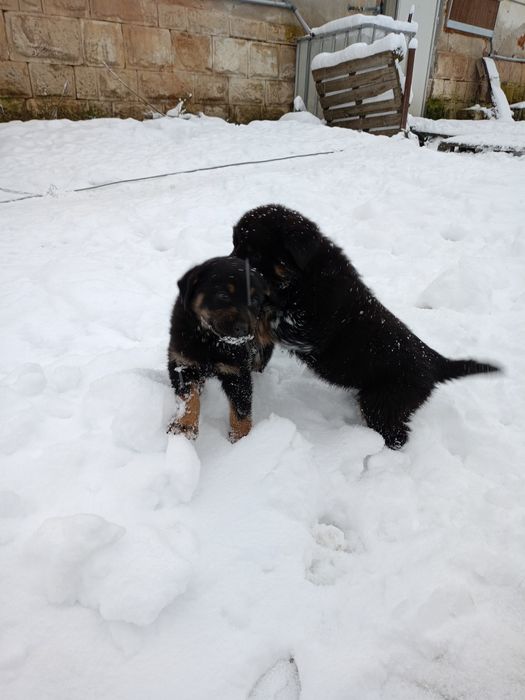 Продавам ротвайлерчета .