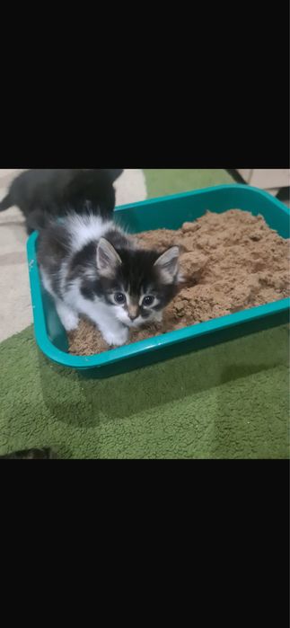 Очаровательные полосатые котята в добрые руки!