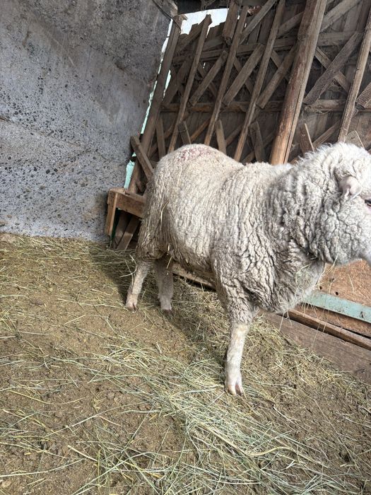 семиз кой сатылады