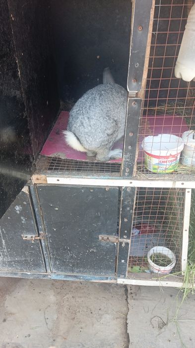 Продаю кролика шиншилла самец