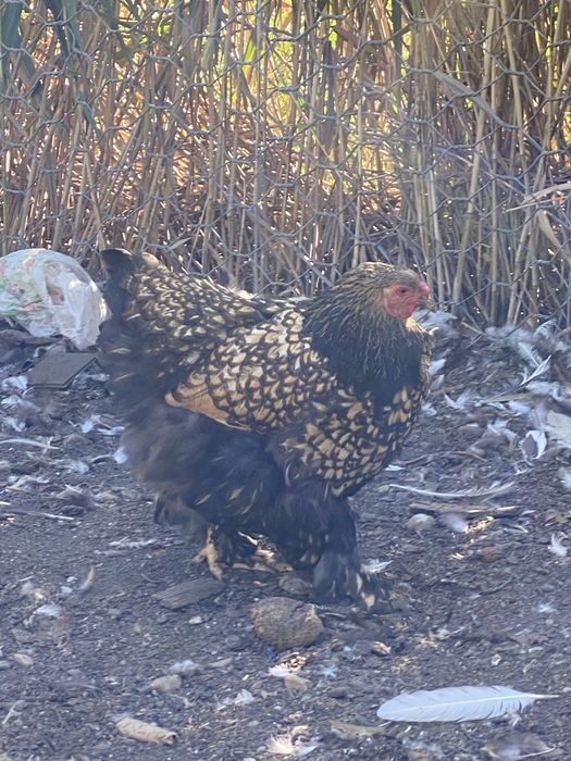 Vand 3 gaini brahma gold