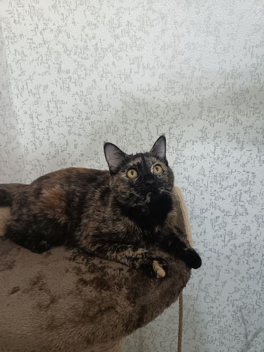 Пристратвается котенок в добрые руки