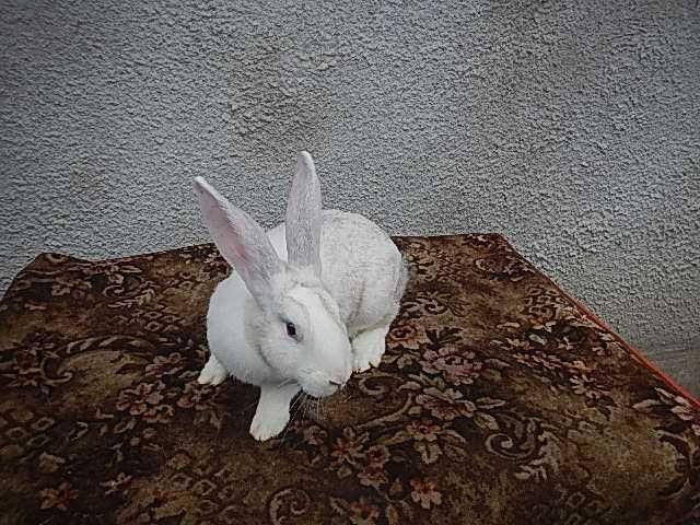 Vand iepuri Hycole francez - Masculi si femele