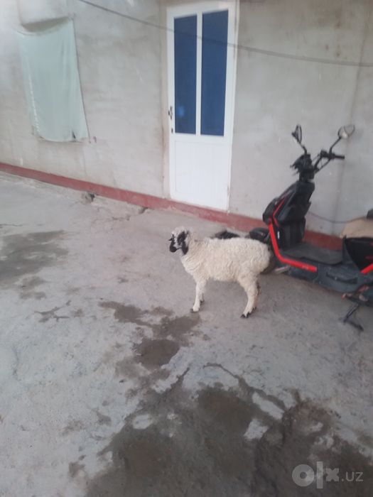 Nar Barra sotiladi