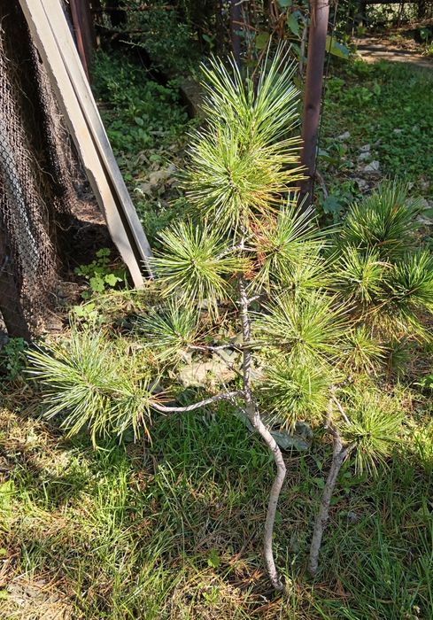 Ёлки, кедр, сосны, ели