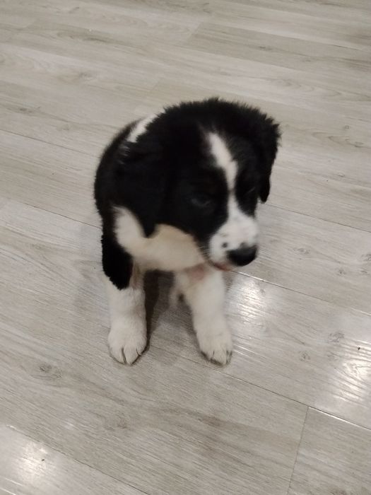 Отдаю щенка в добрые руки!