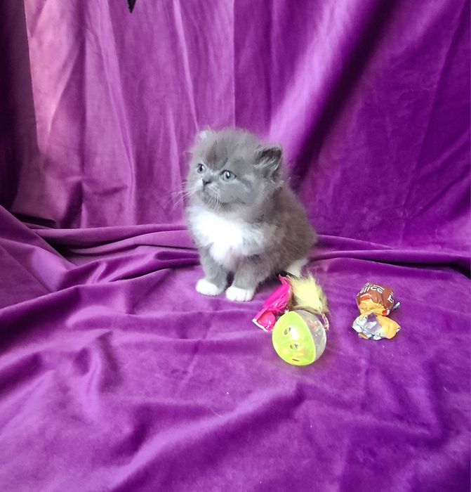 Шотландская страйт