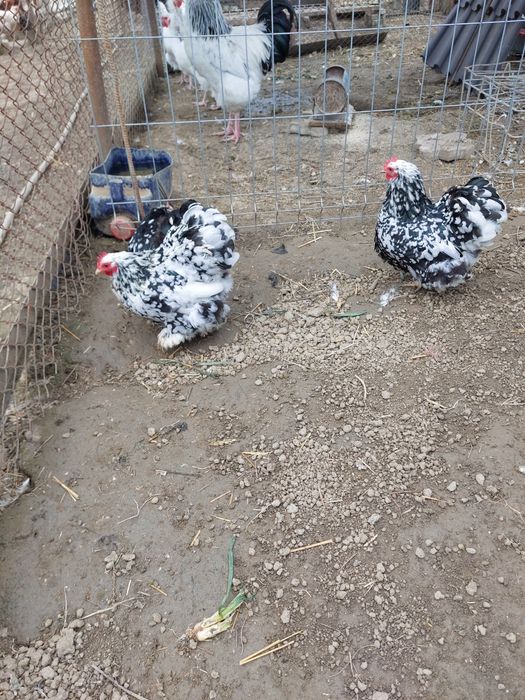 Oua de incubat chochina