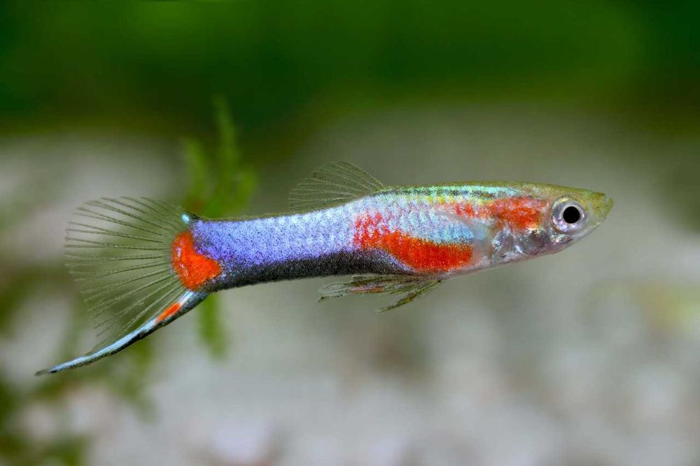 Guppy Endler Blue Star