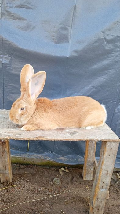 Vand urias german galben