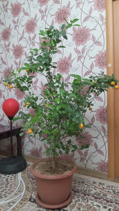 Продаётся дерево мандарина
