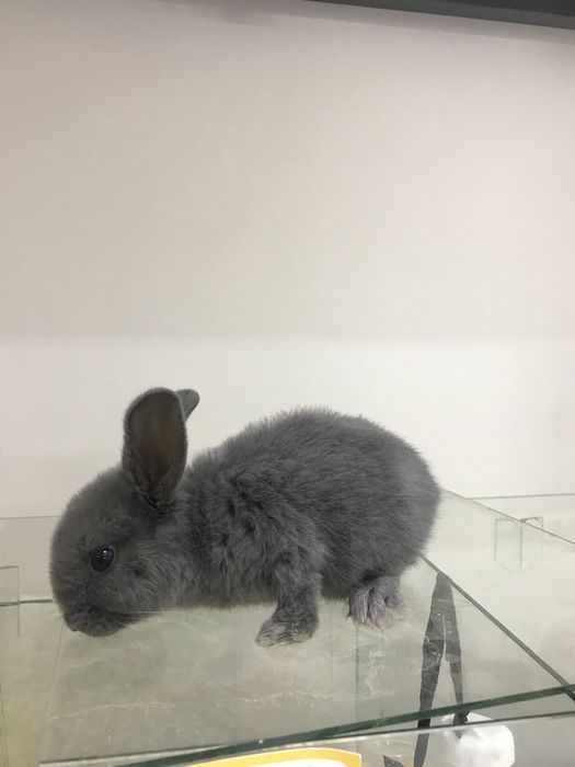 Карликовый кролик