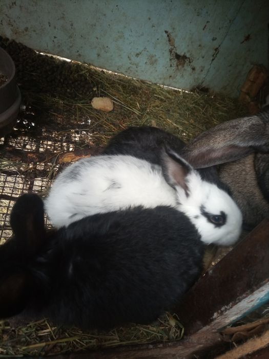 Кролики , кролики