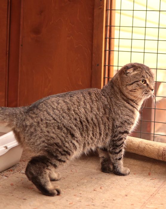 Кастрированный красавец