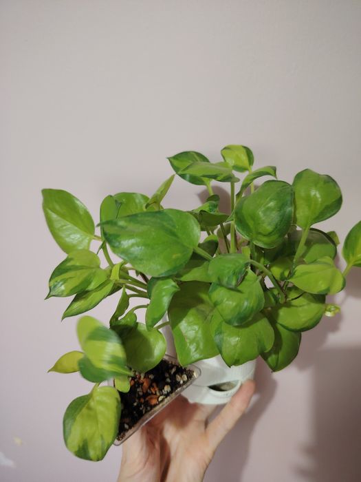 Эпипремнумы разных сортов