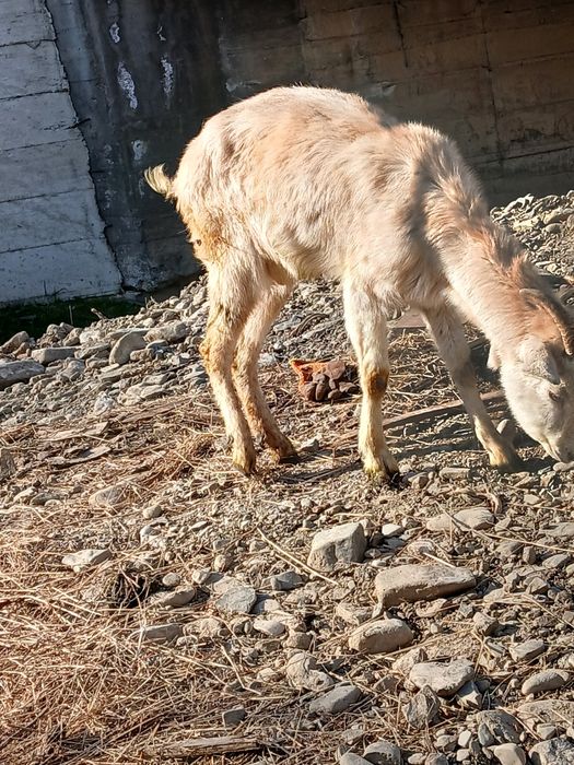 Vând iada sanin are un an e foarte buna